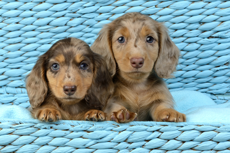 Two Dachsund Puppies DP1128