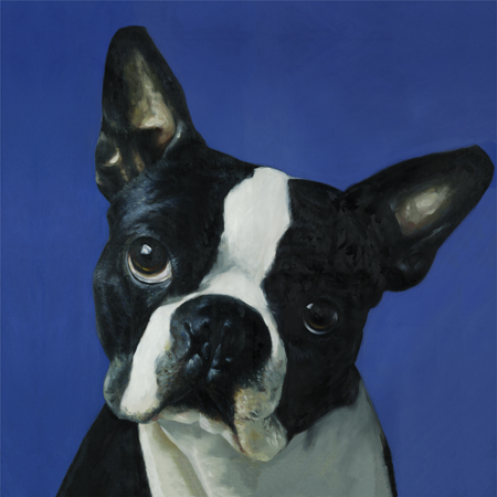 Boston Terrier