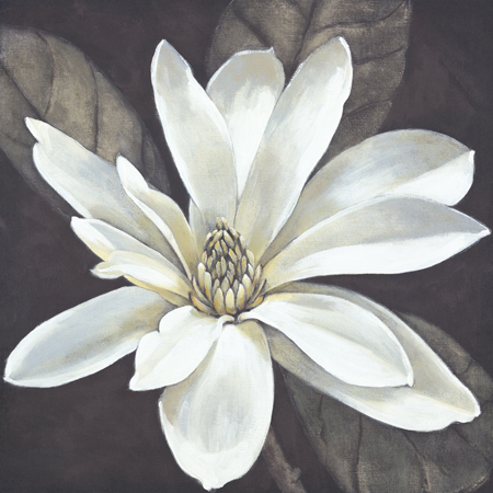 Ivory Magnolia