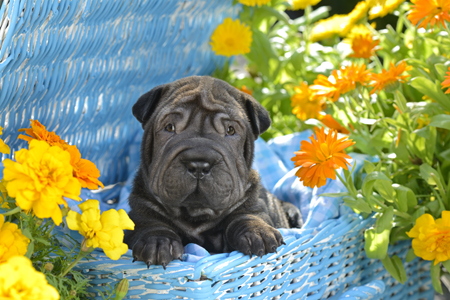 Shar Pei Puppy DP1137