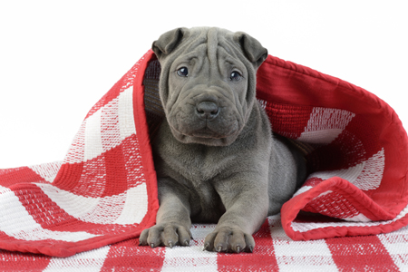 Shar Pei Puppy DP1138