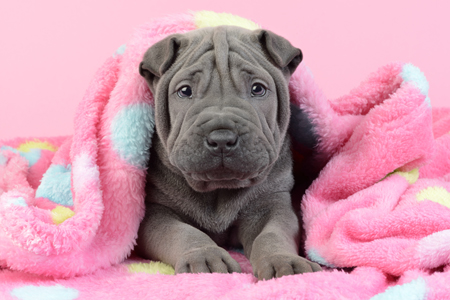 Shar Pei Puppy DP1158