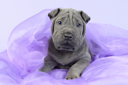 Shar Pei Purple DP1148