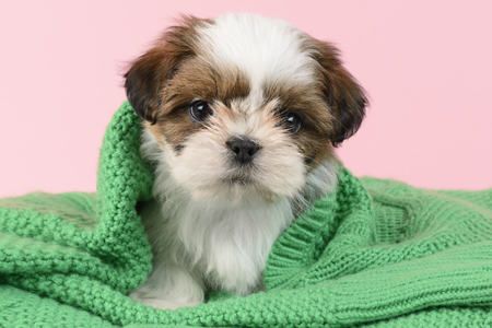 Shih Tzu Puppy DP1134