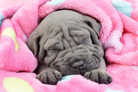 Sleeping Shar Pei Puppy DP1159