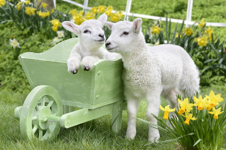 Two Lambs EA588