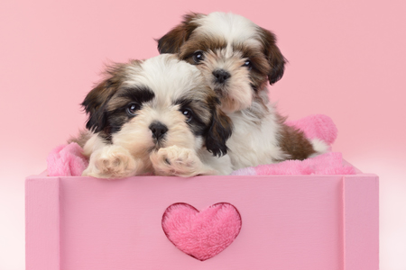 Two Shih Tzu Puppies