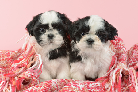 Two Shih Tzu Puppies DP1135