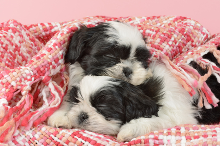 Two Sleeping Shih Tzu Puppies DP1136