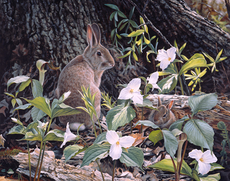 Bunny Garden cps346