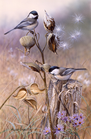 Chickadees and Aster cps327