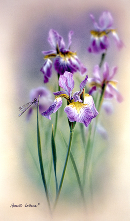 Iris And Damselfly cps347.