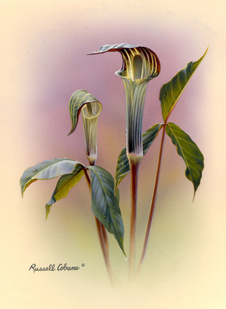 Jack-in-the-Pulpit cps321