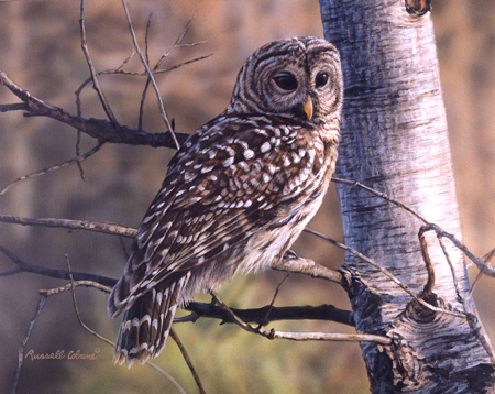 Majestic Barred Owl