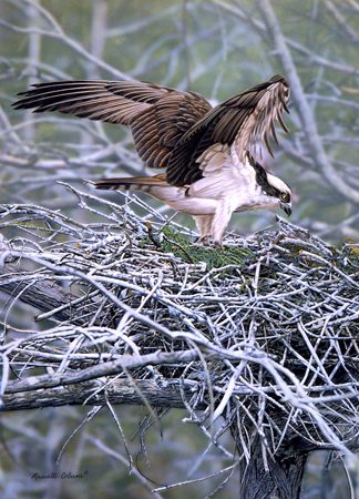 Nesting Osprey cps348