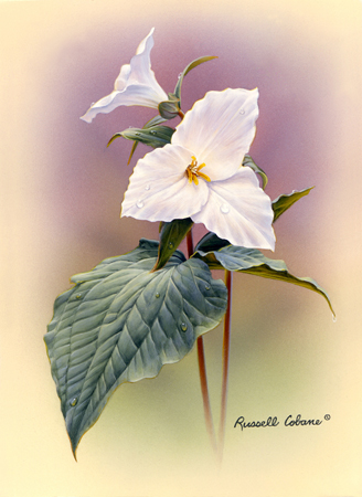 White Trillium cps230