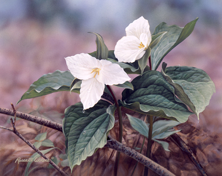 Woodland Trillium cps349