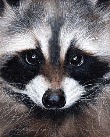 Racoon Portrait