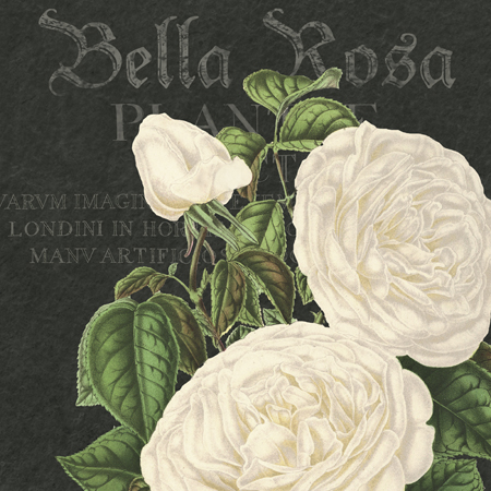 Bella Rosa Square 3