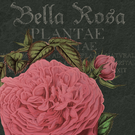 Bella Rosa Square 4