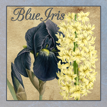 Iris Reverie – Square 1