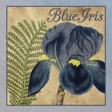 Iris Reverie – Square 2