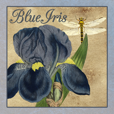 Iris Reverie – Square 3