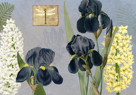 Iris Reverie A Horizontal