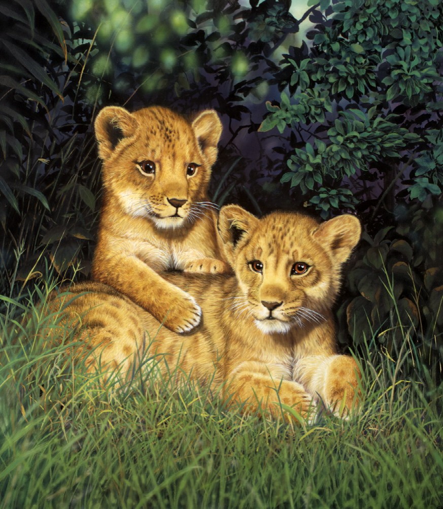 Lion Cubs