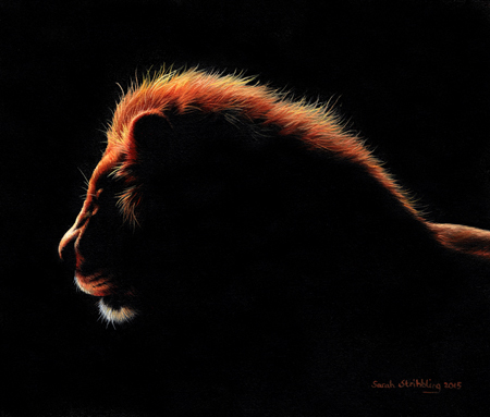 Twilight African Lion