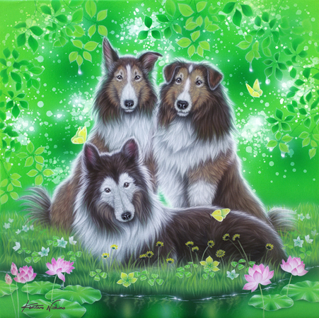 Sheltie Dogs