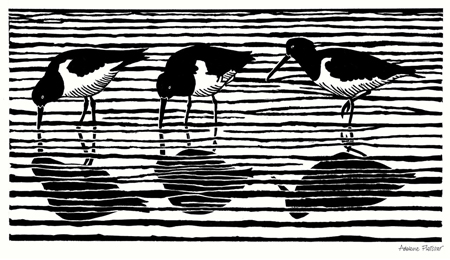 The Oyster Catchers