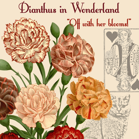 Diantus in Wonderland Square 4