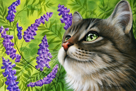 Purple Vetch