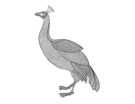 Indian Peahen