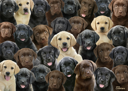 Labrador Collage C2