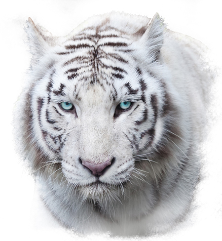 Tiger White Background