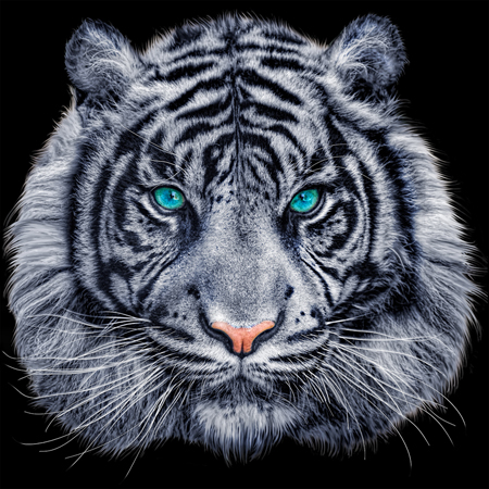 White Tiger Black