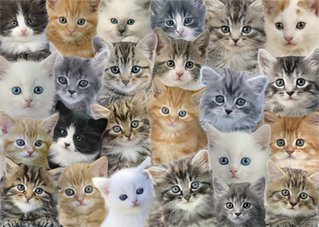 Kitten Composite