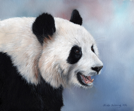 Giant Panda