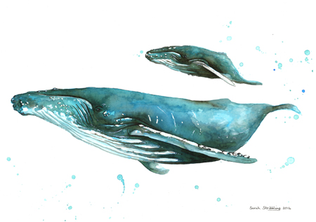 Humpback Whales