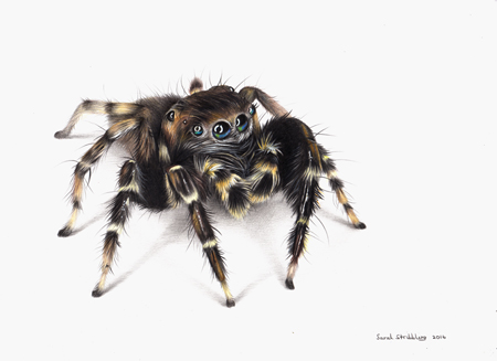 Jumping Spider