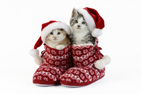 Christmas Kittens C617