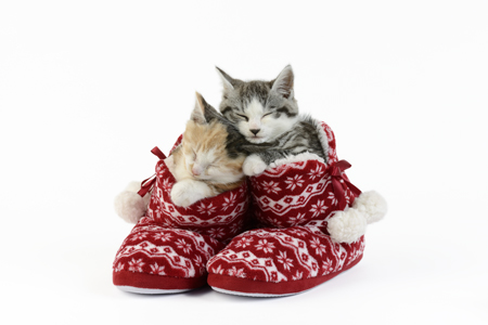 Sleeping Christmas Kittens C618