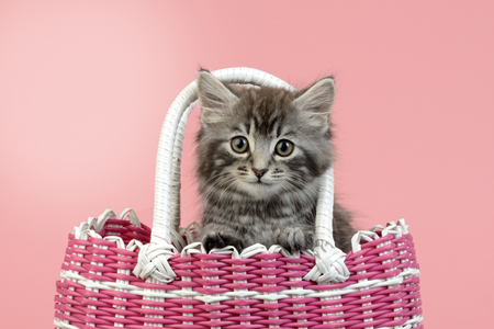 Kitten in Pink Basket CK585