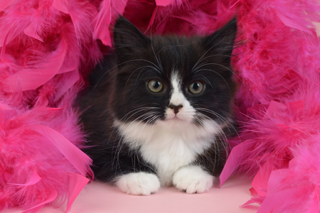 Kitten in Pink Feathers CK597