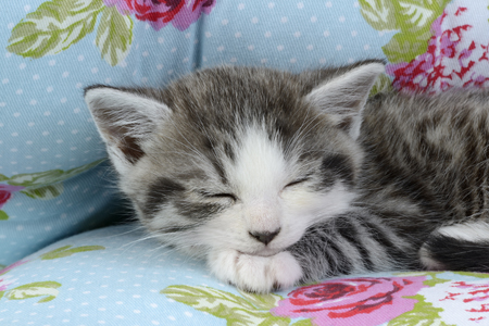 Sleeping Kitten Floral CK599