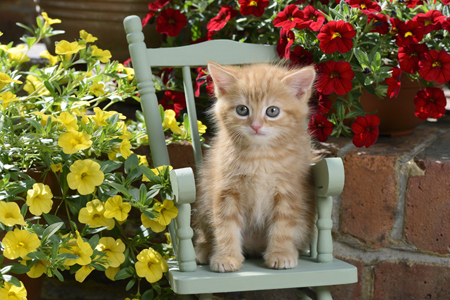 Kitten in Chair, Garden CK601