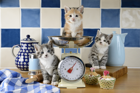 Kittens Kitchen Scales CK602