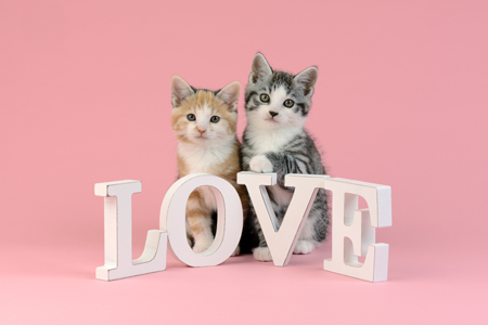 LOVE Kittens CK603